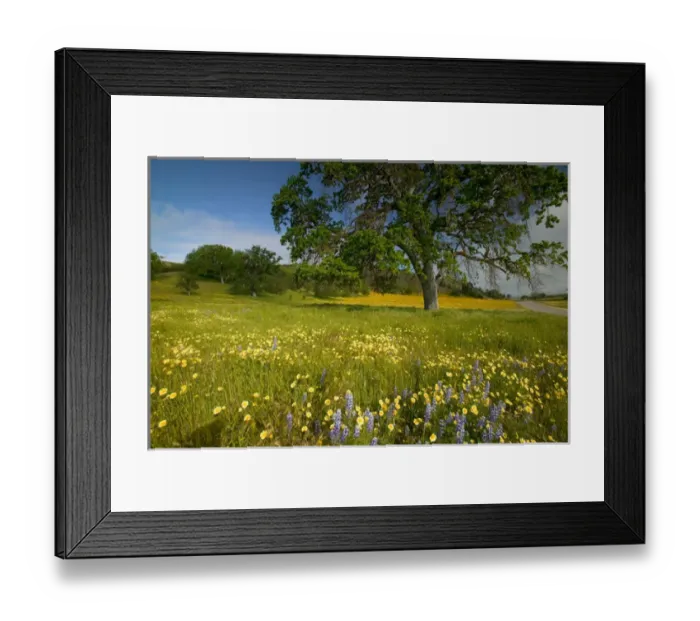 Framed Print : NA, USA, CA, Shell Creek, Oak Tree with Spring Wildflowers Framed Print : NA, USA, CA, Shell Creek, Oak Tree with Spring Wildflowers