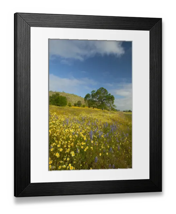 Framed Print : NA, USA, CA, Shell Creek, Oak Tree with Spring Wildflowers