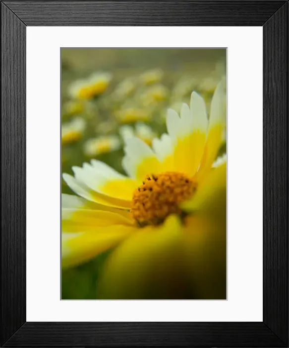 Framed Print : NA, USA, CA, Shell Creek, Tiddy Tips Framed Print : NA, USA, CA, Shell Creek, Tiddy Tips