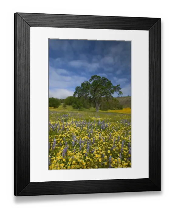 Framed Print : NA, USA, CA, San Luis Obispo Co, Lone Oak and Spring Wildflowers Framed Print : NA, USA, CA, San Luis Obispo Co, Lone Oak and Spring Wildflowers