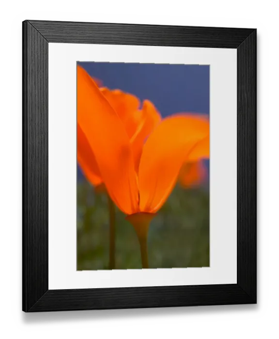 Framed Print : NA, USA, CA, Lancaster, CA Poppies spring bloom Framed Print : NA, USA, CA, Lancaster, CA Poppies spring bloom