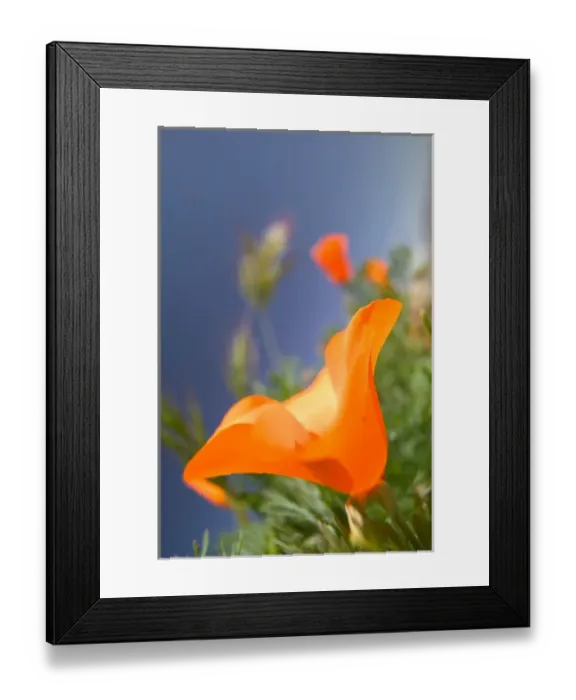 Framed Print : NA, USA, CA, Lancaster, CA Poppies spring bloom Framed Print : NA, USA, CA, Lancaster, CA Poppies spring bloom