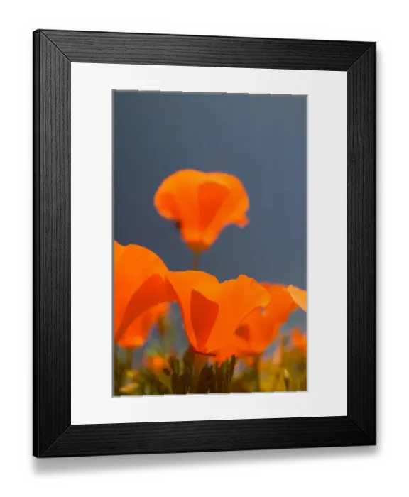 Framed Print : NA, USA, CA, Lancaster, CA Poppies spring bloom Framed Print : NA, USA, CA, Lancaster, CA Poppies spring bloom