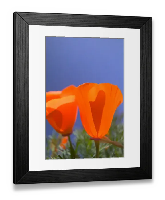 Framed Print : NA, USA, CA, Lancaster, CA Poppies spring bloom Framed Print : NA, USA, CA, Lancaster, CA Poppies spring bloom