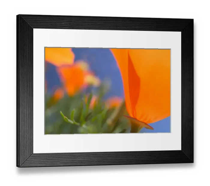 Framed Print : NA, USA, CA, Lancaster, CA Poppies spring bloom Framed Print : NA, USA, CA, Lancaster, CA Poppies spring bloom