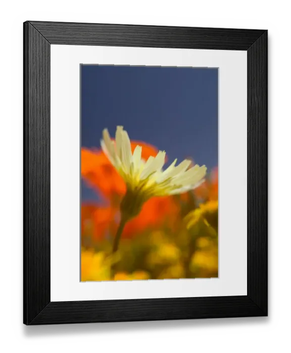 Framed Print : NA, USA, CA, Lancaster, Antelope Valley, CA Poppies & Desert Dandelion Spring bloom Framed Print : NA, USA, CA, Lancaster, Antelope Valley, CA Poppies & Desert Dandelion Spring bloom