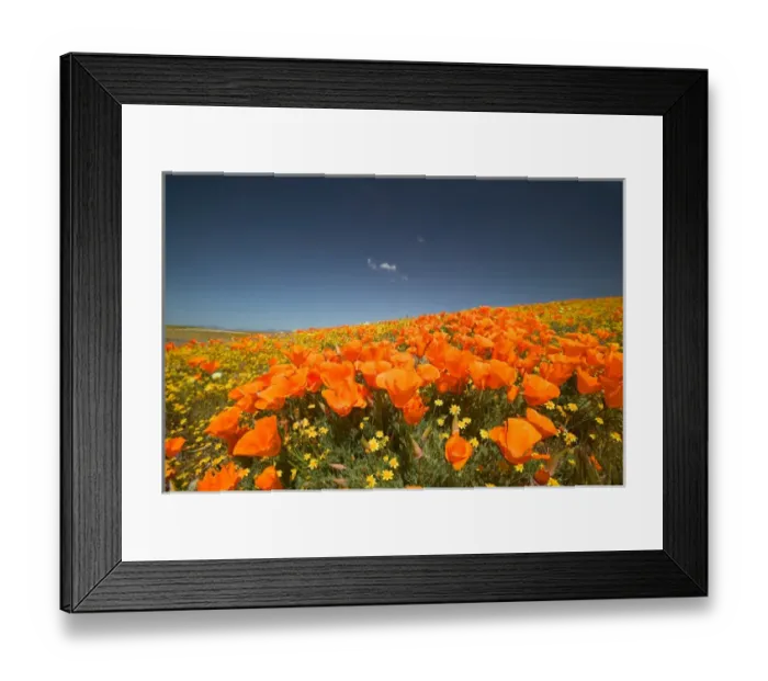 Framed Print : NA, USA, CA, Lancaster, CA Poppies spring bloom Framed Print : NA, USA, CA, Lancaster, CA Poppies spring bloom