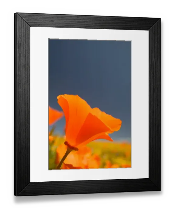 Framed Print : NA, USA, CA, Lancaster, CA Poppies spring bloom