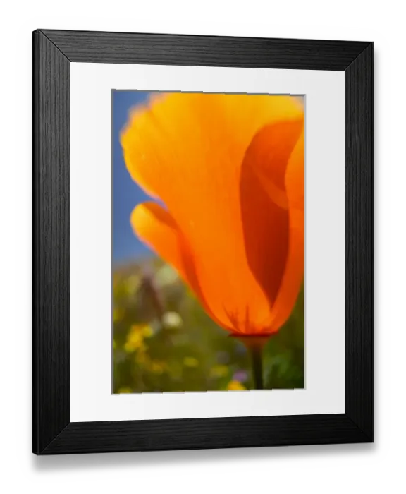 Framed Print : NA, USA, CA, Lancaster, CA Poppies spring bloom