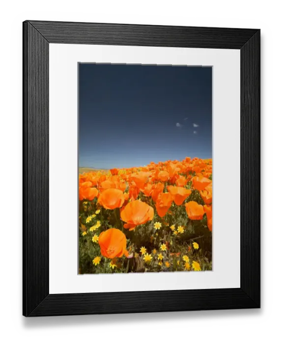 Framed Print : NA, USA, CA, Lancaster, CA Poppies spring bloom Framed Print : NA, USA, CA, Lancaster, CA Poppies spring bloom