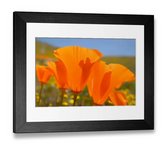 Framed Print : NA, USA, CA, Lancaster, CA Poppies spring bloom Framed Print : NA, USA, CA, Lancaster, CA Poppies spring bloom