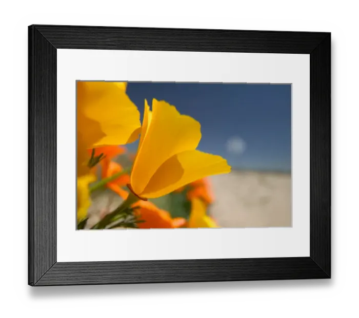Framed Print : NA, USA, CA, Lancaster, CA Poppies spring bloom Framed Print : NA, USA, CA, Lancaster, CA Poppies spring bloom