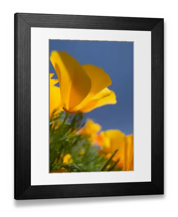 Framed Print : NA, USA, CA, Lancaster, CA Poppies spring bloom Framed Print : NA, USA, CA, Lancaster, CA Poppies spring bloom