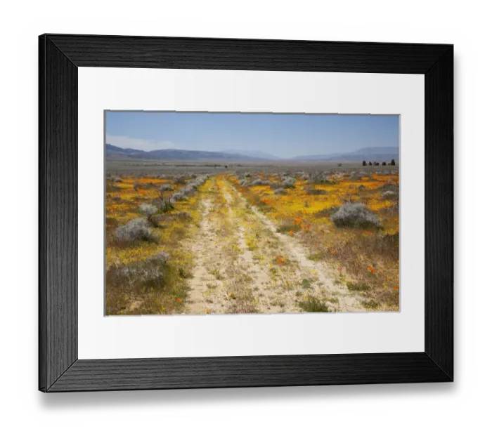 Framed Print : CA, Antelope Valley near Lancaster, Goldfield flowers with road Framed Print : CA, Antelope Valley near Lancaster, Goldfield flowers with road