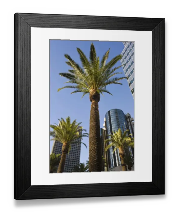 Framed Print : USA, California, Los Angeles. Downtown palms and skyscrapers Framed Print : USA, California, Los Angeles. Downtown palms and skyscrapers