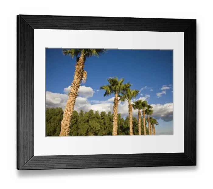 Framed Print : USA, California, Salton City. Salton Sea area, palm grove