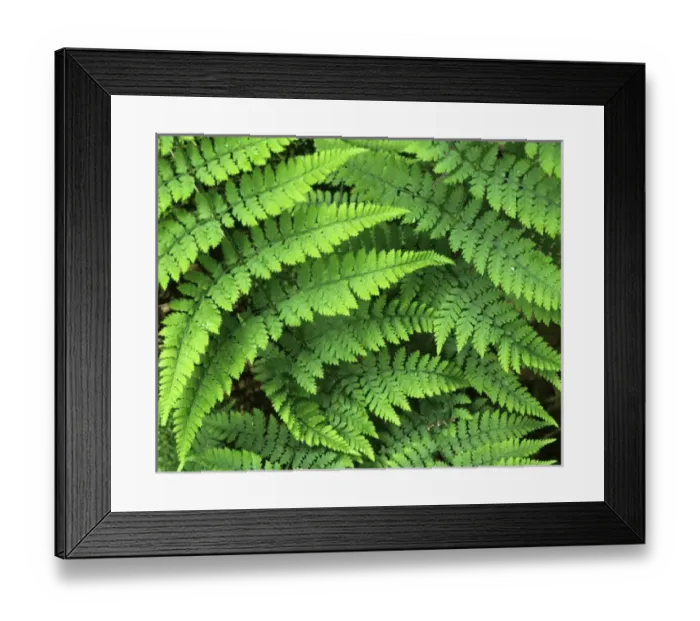 Framed Print : USA, Washington, Olympic National Park, Athyrium filix-femina, Lady Fern Framed Print : USA, Washington, Olympic National Park, Athyrium filix-femina, Lady Fern
