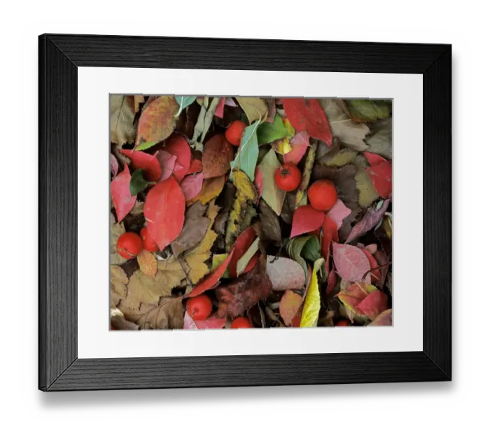 Framed Print : USA, Washington, Spokane Co. Hawthorne leaves and berries with Burningbush leaves Framed Print : USA, Washington, Spokane Co. Hawthorne leaves and berries with Burningbush leaves