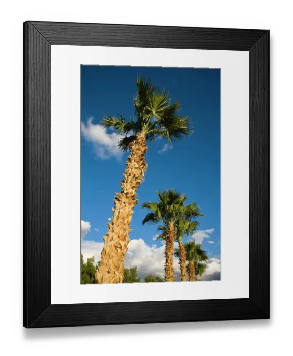 Framed Print : USA, California, Salton City. Salton Sea area, palm grove Framed Print : USA, California, Salton City. Salton Sea area, palm grove