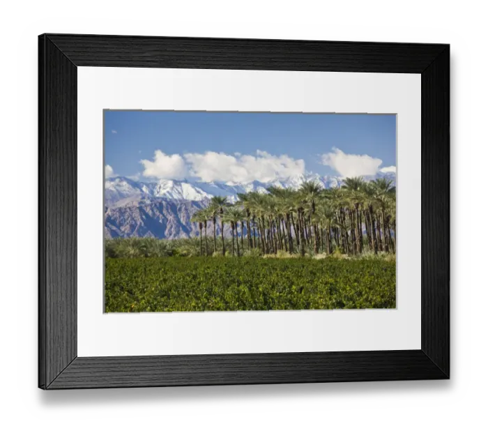 Framed Print : USA, California, Thermal. Palm grove and San Jacinto Mountains, winter Framed Print : USA, California, Thermal. Palm grove and San Jacinto Mountains, winter