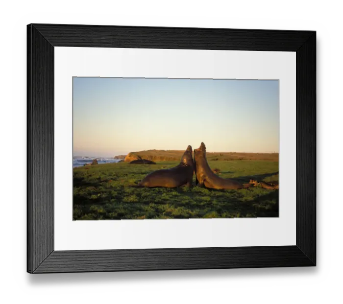 Framed Print : northern elephant seal, Mirounga angustirostris, two bulls fight in a field at sunrise Framed Print : northern elephant seal, Mirounga angustirostris, two bulls fight in a field at sunrise