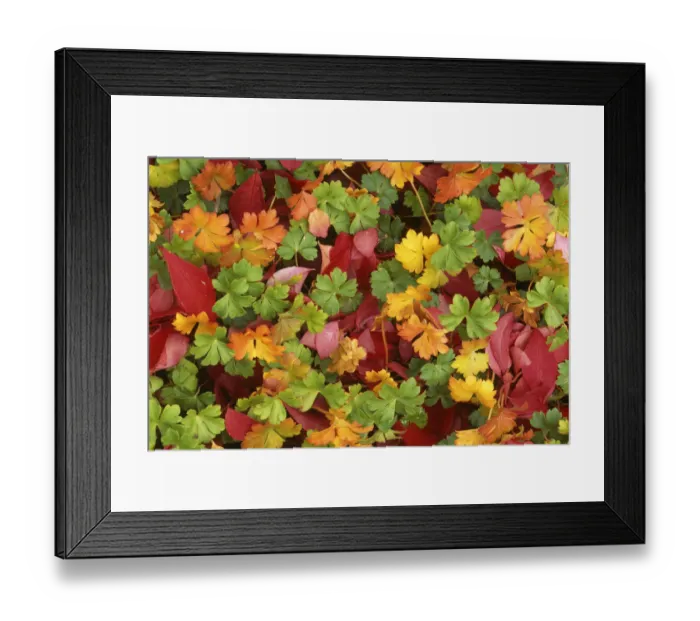 Framed Print : USA, Washington, Spokane County, Burningbush leaves and Cranesbill