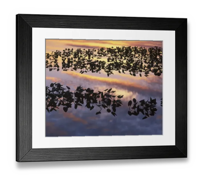 Framed Print : USA, Washington, Turnbull National Wildlife Refuge, pond lily Framed Print : USA, Washington, Turnbull National Wildlife Refuge, pond lily
