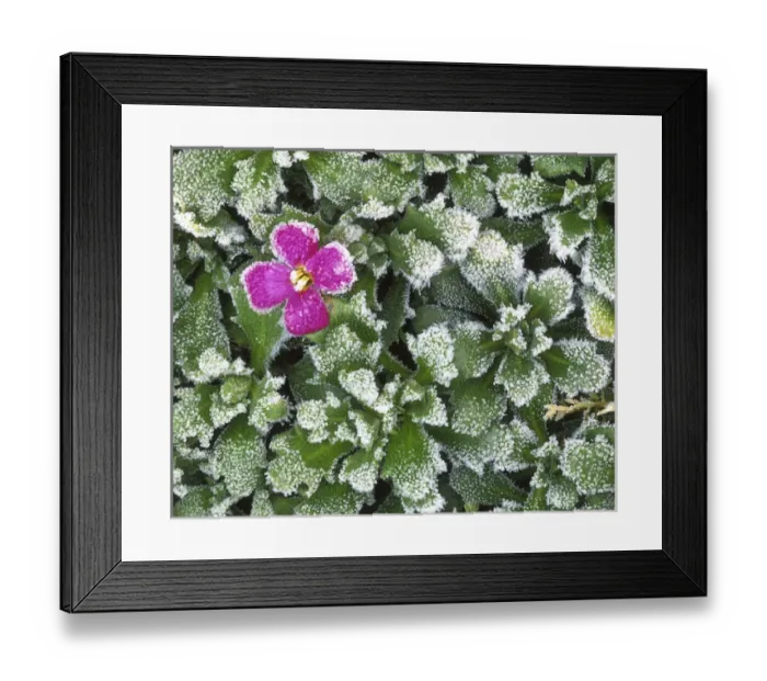 Framed Print : USA, Washington, Spokane County, Rockress with frost Framed Print : USA, Washington, Spokane County, Rockress with frost