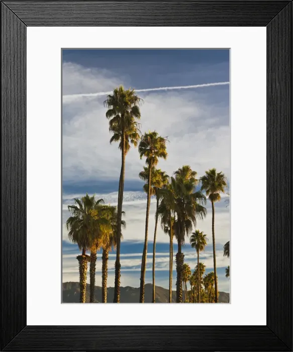 Framed Print : USA, California, Southern California, Santa Barbara, Cabrillo Boulevard, palms, morning Framed Print : USA, California, Southern California, Santa Barbara, Cabrillo Boulevard, palms, morning