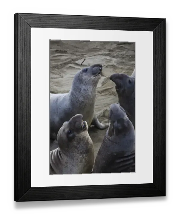 Framed Print : USA, California, Southern California, Point Piedras Blancas, Northern Elephant Seal colony Framed Print : USA, California, Southern California, Point Piedras Blancas, Northern Elephant Seal colony