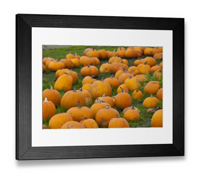 Framed Print : USA, California, Central Coast, Swanton, pumpkins Framed Print : USA, California, Central Coast, Swanton, pumpkins