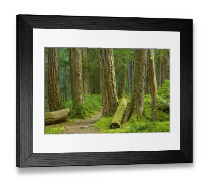 Framed Print : United States, Washington, Port Angeles, Olympic National Park, Large tree trunks