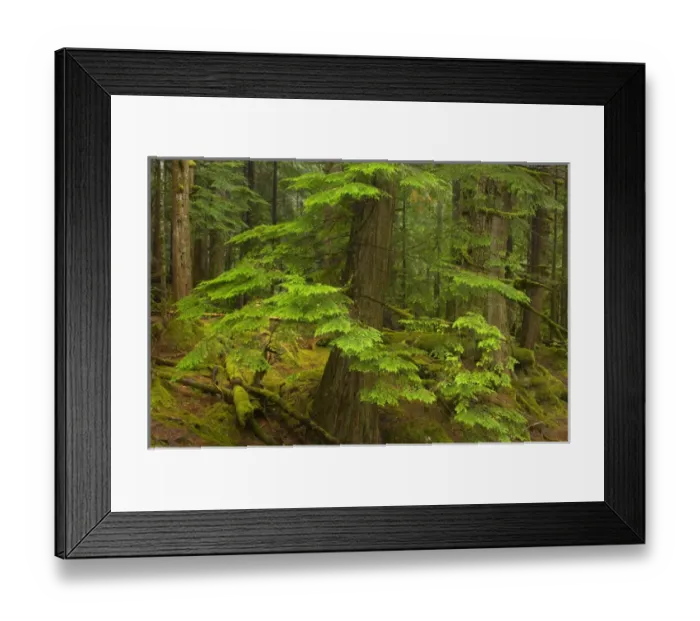 Framed Print : United States, Washington, King County, Deception Falls Framed Print : United States, Washington, King County, Deception Falls