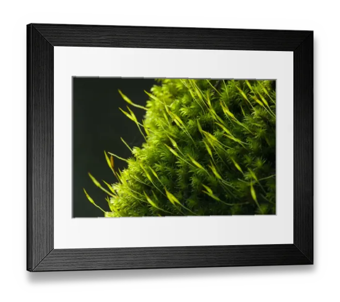 Framed Print : United States, Washington, Snohomish County, Eagle Falls, closeup of moss Framed Print : United States, Washington, Snohomish County, Eagle Falls, closeup of moss