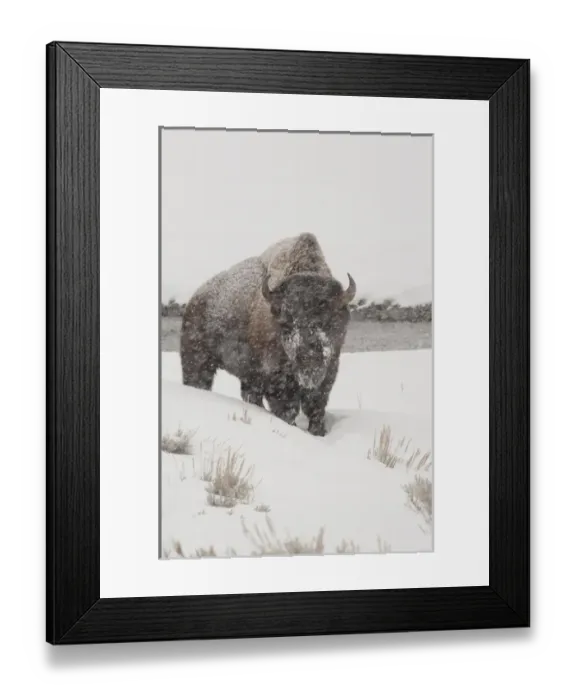 Framed Print : USA, Wyoming. Yellowstone National Park. Yellowstone Bison (Wild) in snow storm Framed Print : USA, Wyoming. Yellowstone National Park. Yellowstone Bison (Wild) in snow storm