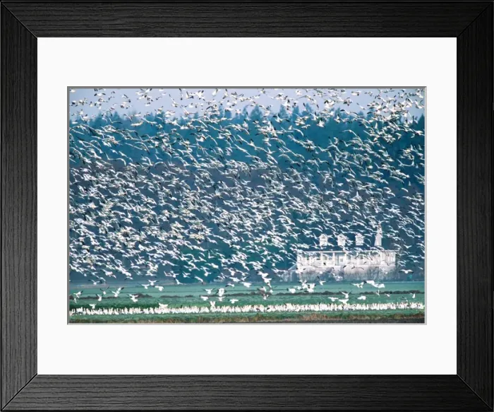 Framed Print : Snow Geese (Chen caerulescens) flying. USA, Washington State, Skagit Valley, Skagit Flats