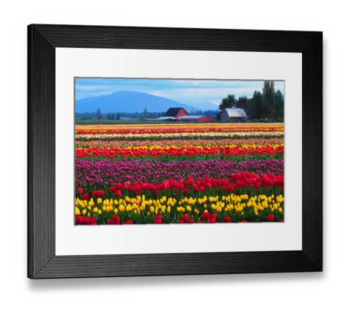Framed Print : The Skagit Valley of Washington is noted for its tulips. There is a story, perhaps apocryphal Framed Print : The Skagit Valley of Washington is noted for its tulips. There is a story, perhaps apocryphal