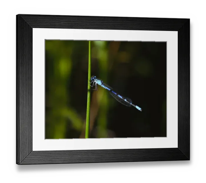 Framed Print : North America, USA, Washington State. A bluet damselfly. Bluets are notoriously difficult Framed Print : North America, USA, Washington State. A bluet damselfly. Bluets are notoriously difficult