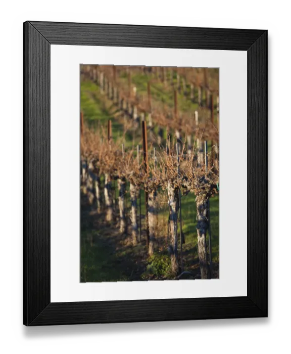 Framed Print : USA, California, Northern California, North Coast, Ukiah, vineyard in winter, late Framed Print : USA, California, Northern California, North Coast, Ukiah, vineyard in winter, late