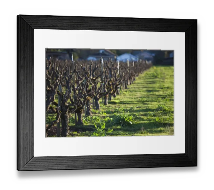 Framed Print : USA, California, Northern California, North Coast, Ukiah, vineyard in winter, late
