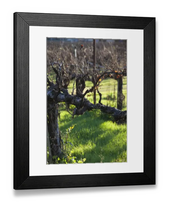 Framed Print : USA, California, Northern California, North Coast, Ukiah, vineyard in winter, late