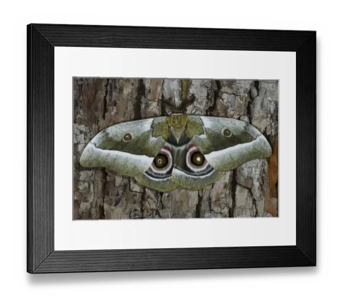 Framed Print : Silk Moth Gonimbrasia zambesina photographed in Sammamish, Washington Framed Print : Silk Moth Gonimbrasia zambesina photographed in Sammamish, Washington