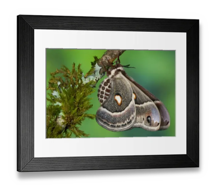 Framed Print : North American Silk Moth Hyalopora columbia photographed Sammamish, Washington