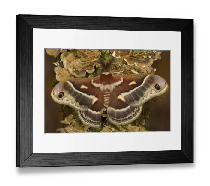 Framed Print : North American Silk Moth Hyalopora columbia photographed Sammamish, Washington Framed Print : North American Silk Moth Hyalopora columbia photographed Sammamish, Washington