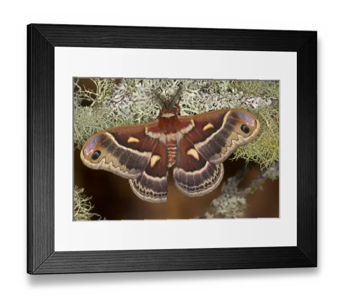 Framed Print : North American Silk Moth Hyalopora columbia photographed Sammamish, Washington Framed Print : North American Silk Moth Hyalopora columbia photographed Sammamish, Washington