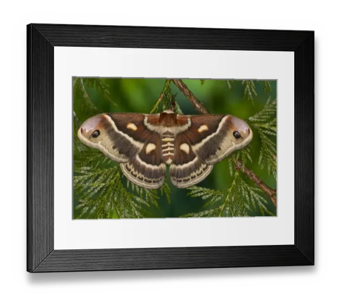 Framed Print : North American Silk Moth Hyalopora columbia photographed Sammamish, Washington
