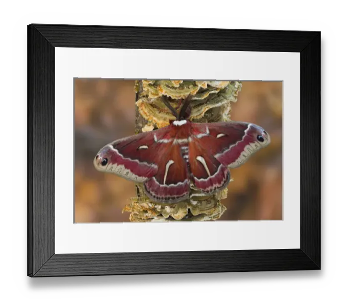 Framed Print : North American Silk Moth Hyalophora euryalus photographed Sammamish, Washington Framed Print : North American Silk Moth Hyalophora euryalus photographed Sammamish, Washington