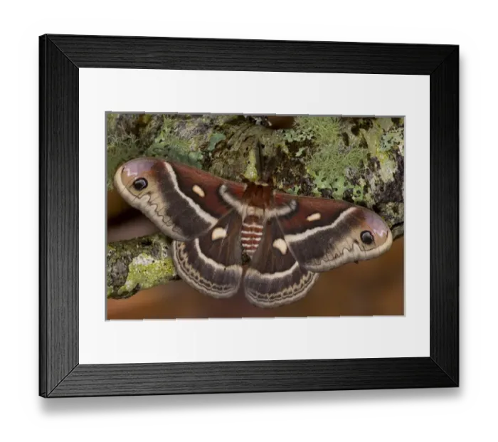 Framed Print : North American Silk Moth Hyalopora columbia photographed Sammamish, Washington Framed Print : North American Silk Moth Hyalopora columbia photographed Sammamish, Washington