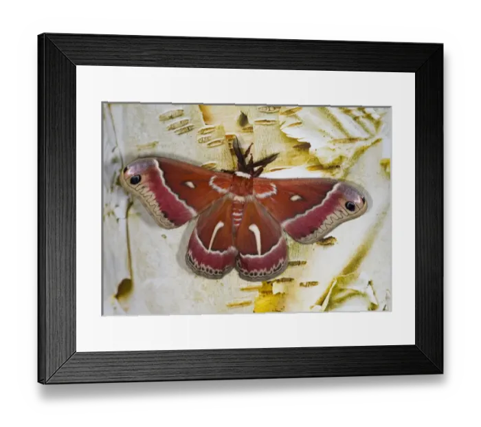 Framed Print : North American Silk Moth Hyalophora euryalus photographed Sammamish, Washington Framed Print : North American Silk Moth Hyalophora euryalus photographed Sammamish, Washington