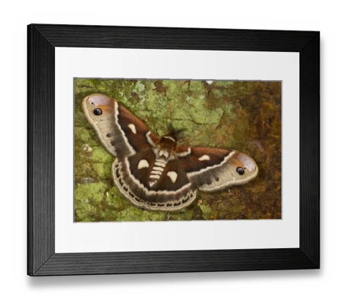 Framed Print : North American Silk Moth Hyalopora columbia photographed Sammamish, Washington Framed Print : North American Silk Moth Hyalopora columbia photographed Sammamish, Washington